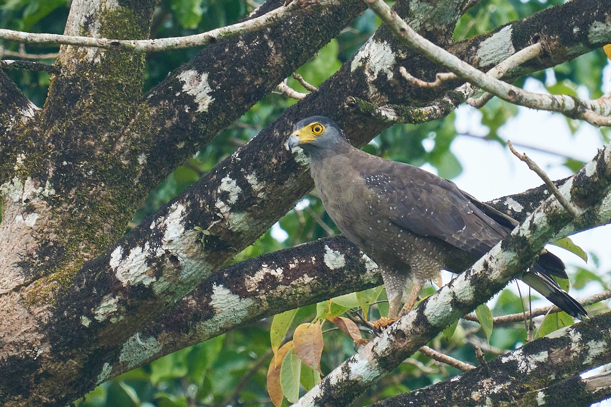 Crested Serpent-Eagle - ML489903871