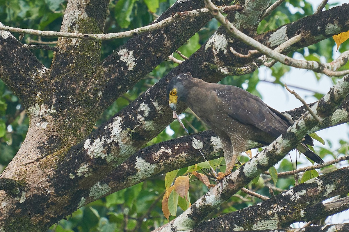 Crested Serpent-Eagle - ML489903881