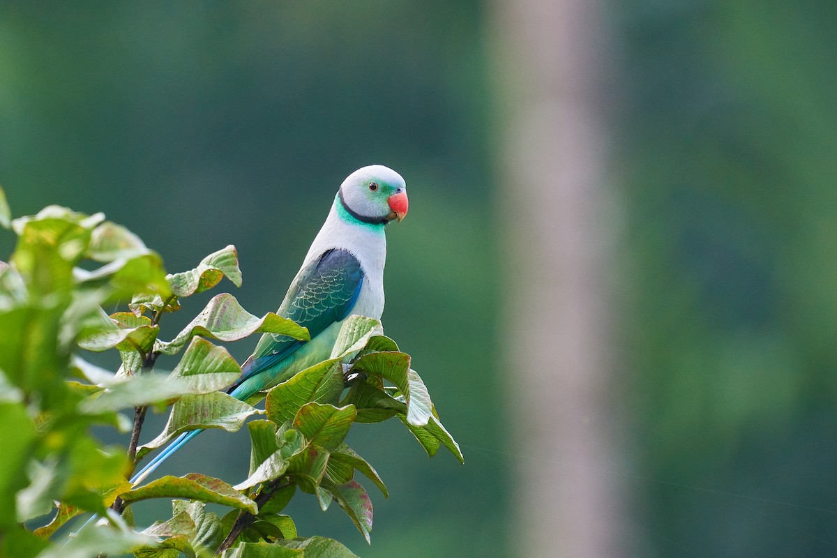 Malabar Parakeet - ML489903931