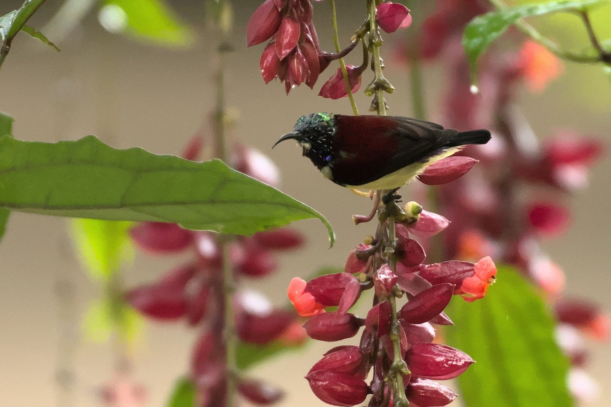 Crimson-backed Sunbird - ML489904371