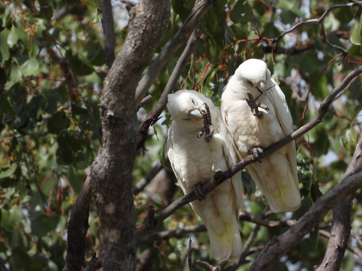 Little Corella - ML489905351