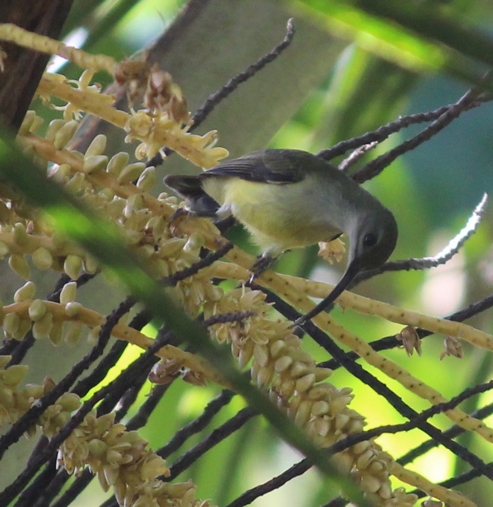 Little Spiderhunter - ML489906511