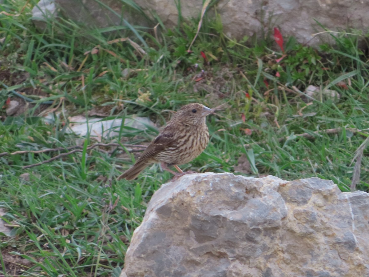 Tibetan Bunting - Kaichi Huang