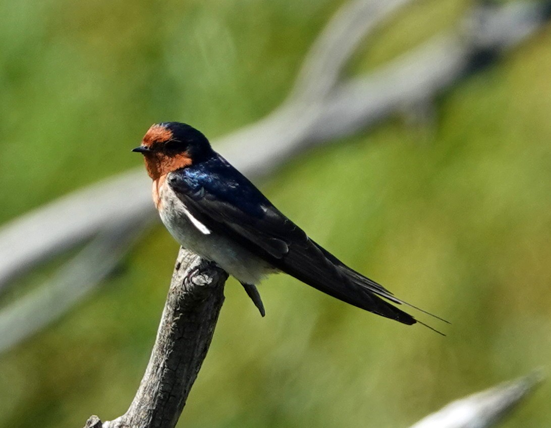 Golondrina Australiana - ML489906971