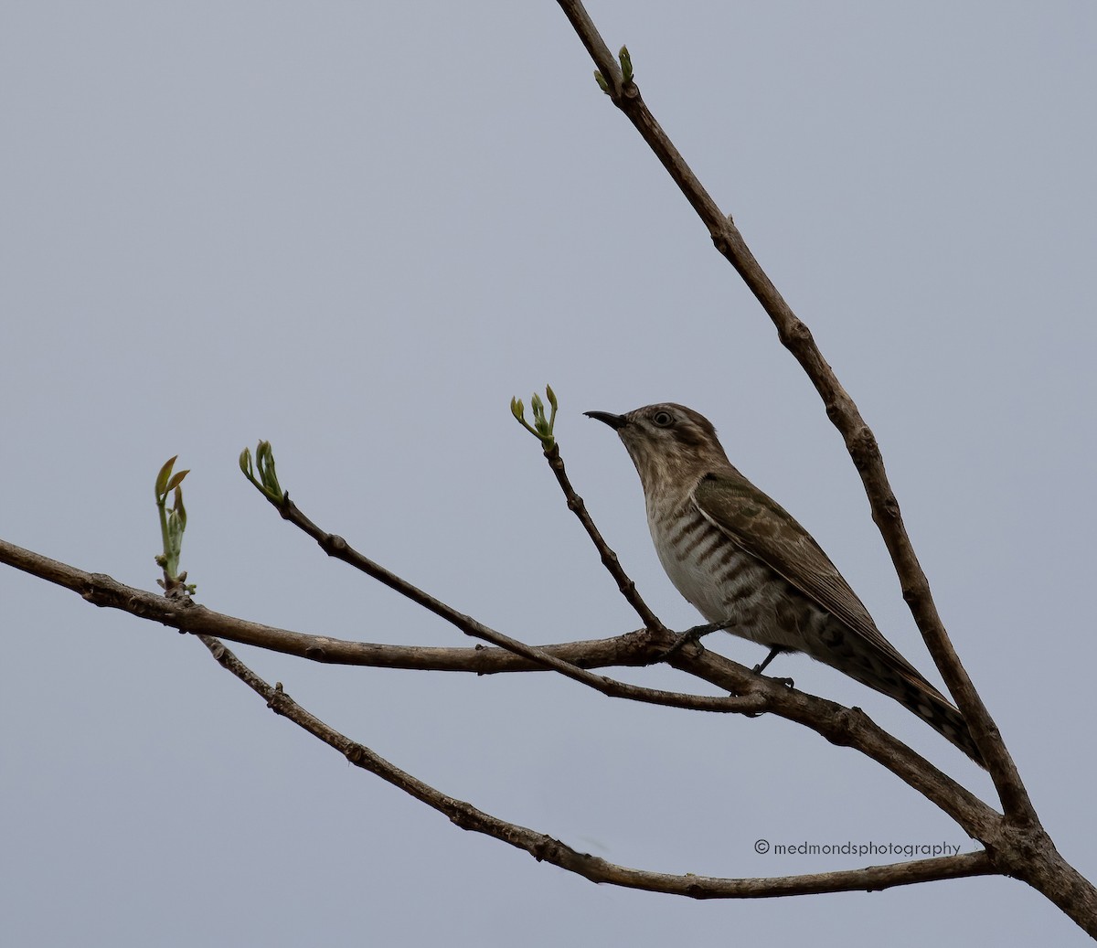 Horsfield's Bronze-Cuckoo - ML489907331