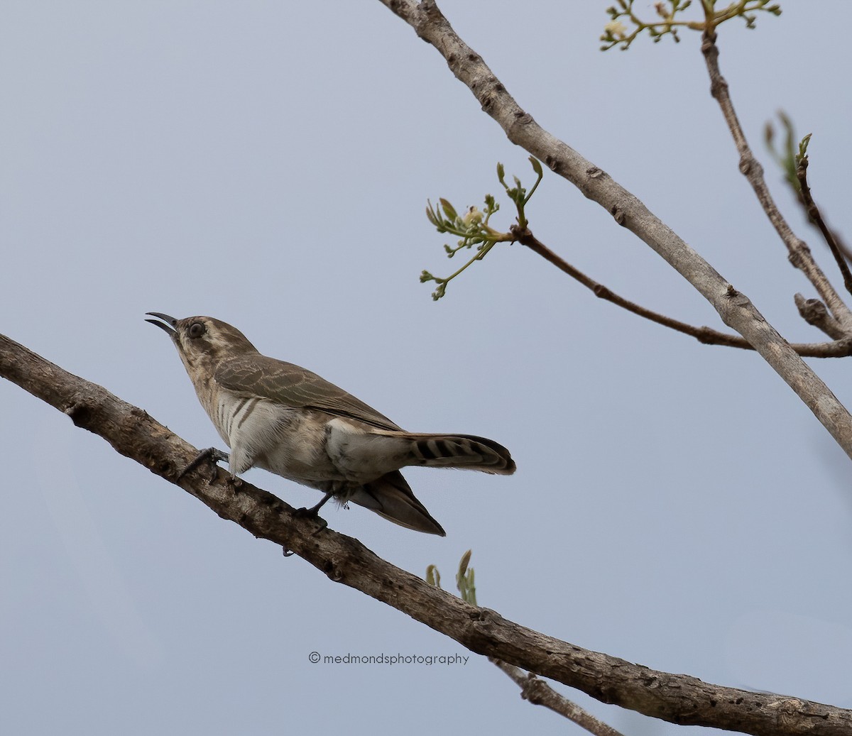 Horsfield's Bronze-Cuckoo - ML489907341