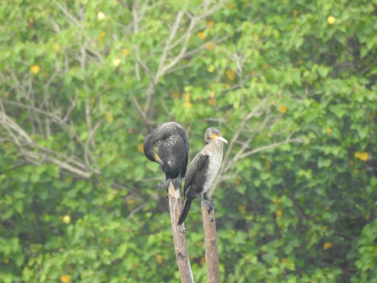 Indian Cormorant - GOVIND GIRIJA