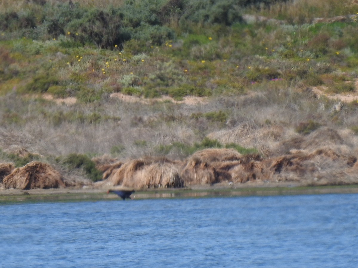 Australasian Swamphen - Liam Manderson