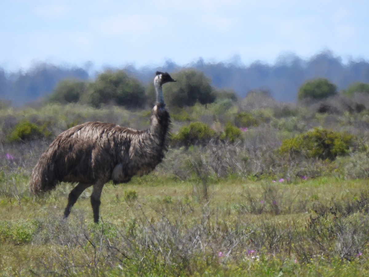 Emu - Liam Manderson