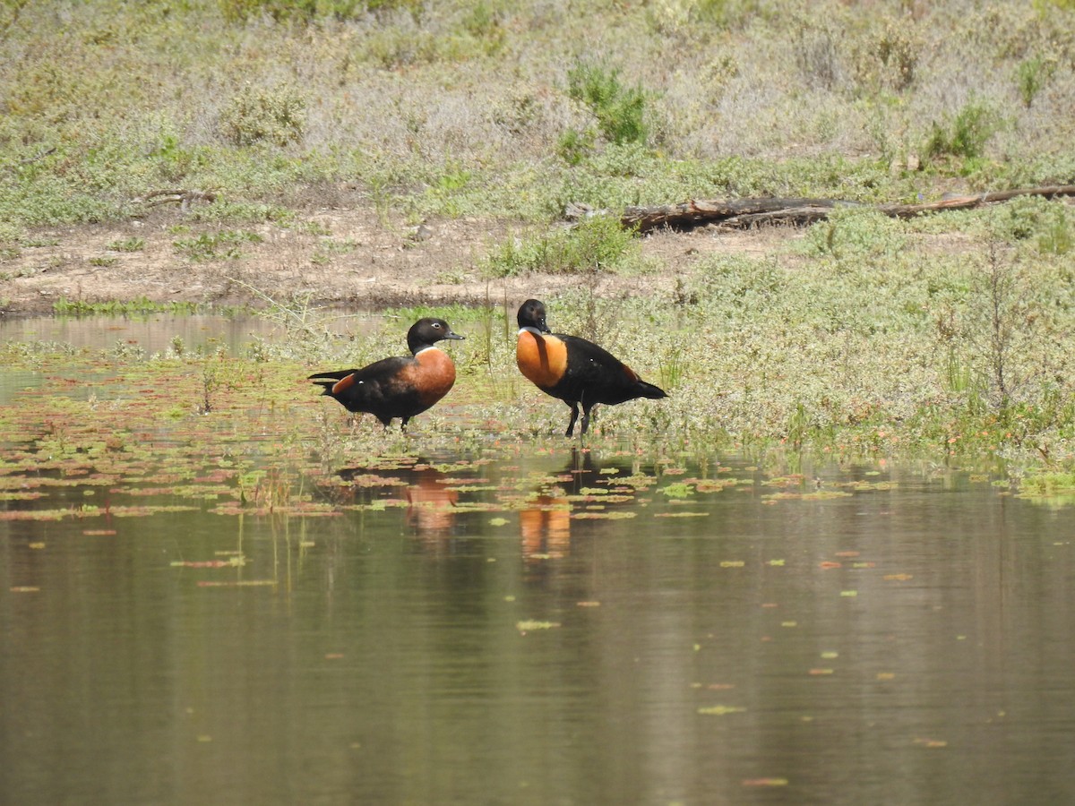 Australian Shelduck - ML489912531