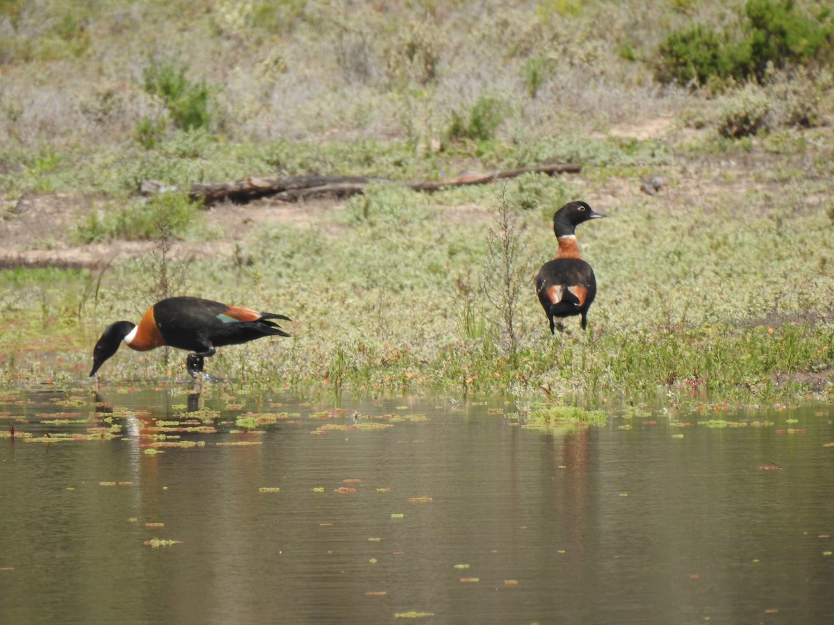 Australian Shelduck - ML489912541