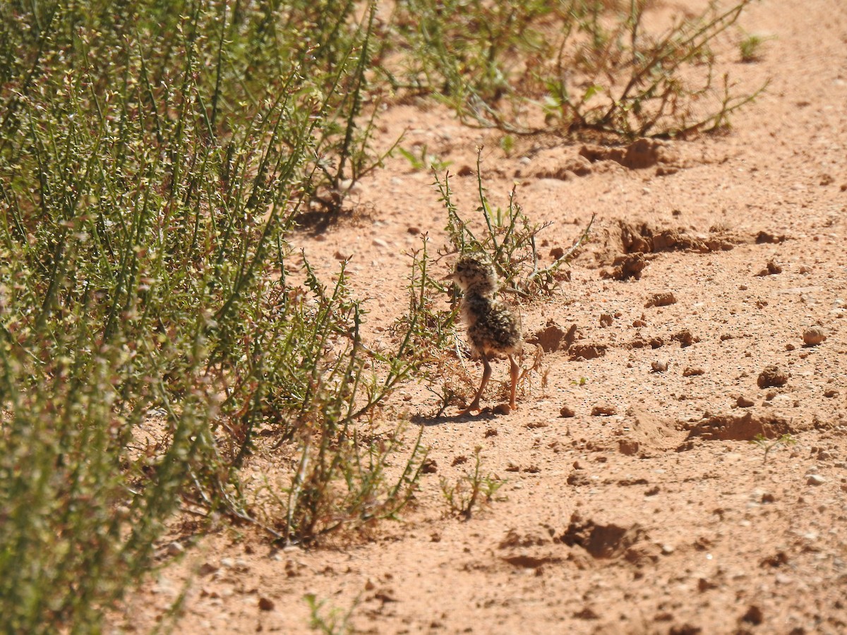 Inland Dotterel - ML489912591