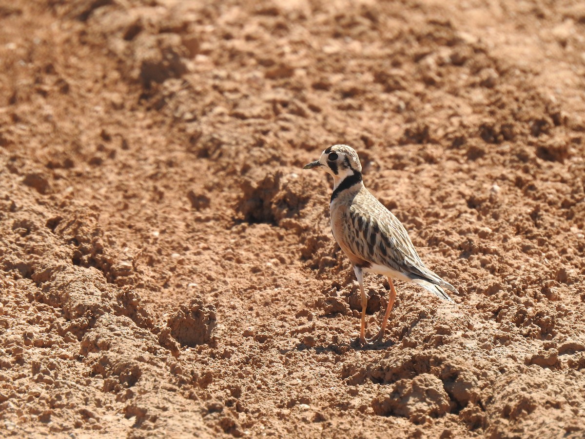 Inland Dotterel - Liam Manderson