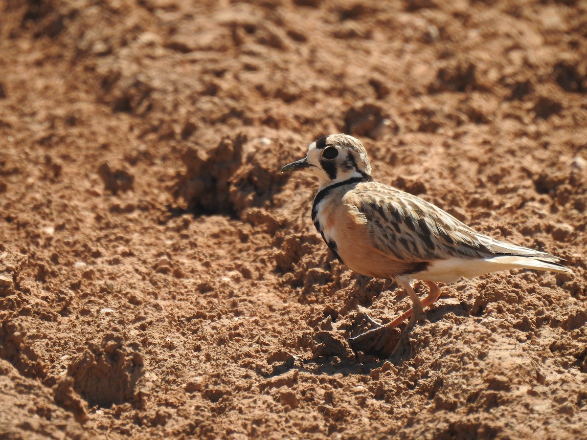 Inland Dotterel - ML489912611