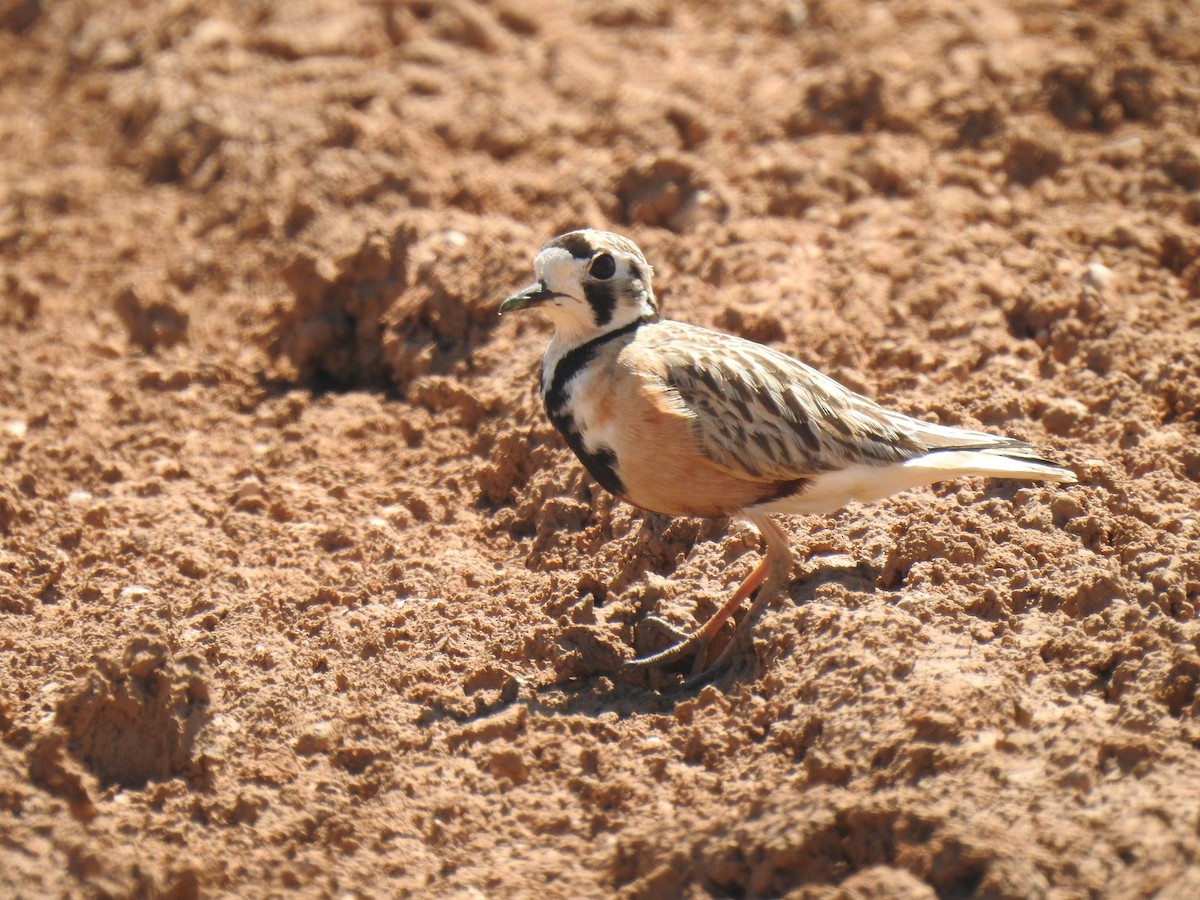 Inland Dotterel - ML489912621