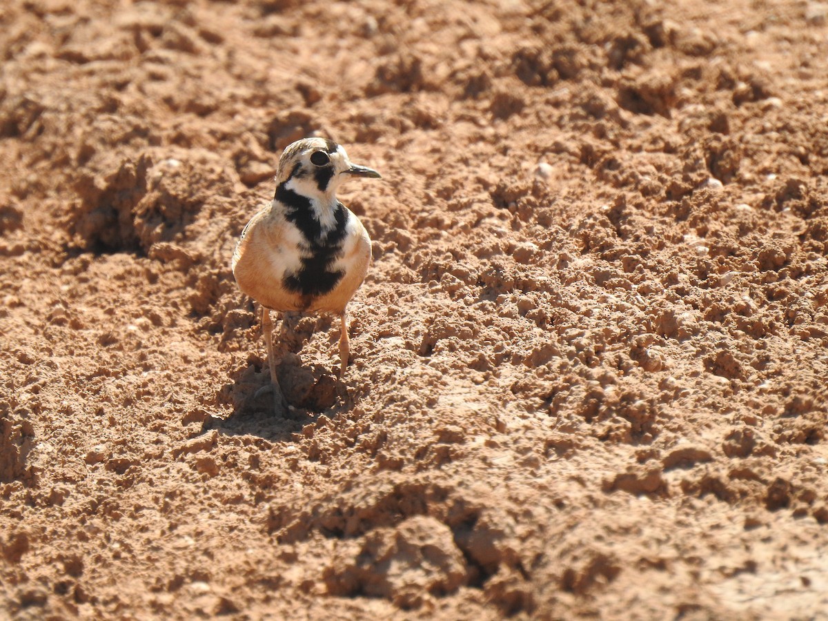 Inland Dotterel - ML489912631