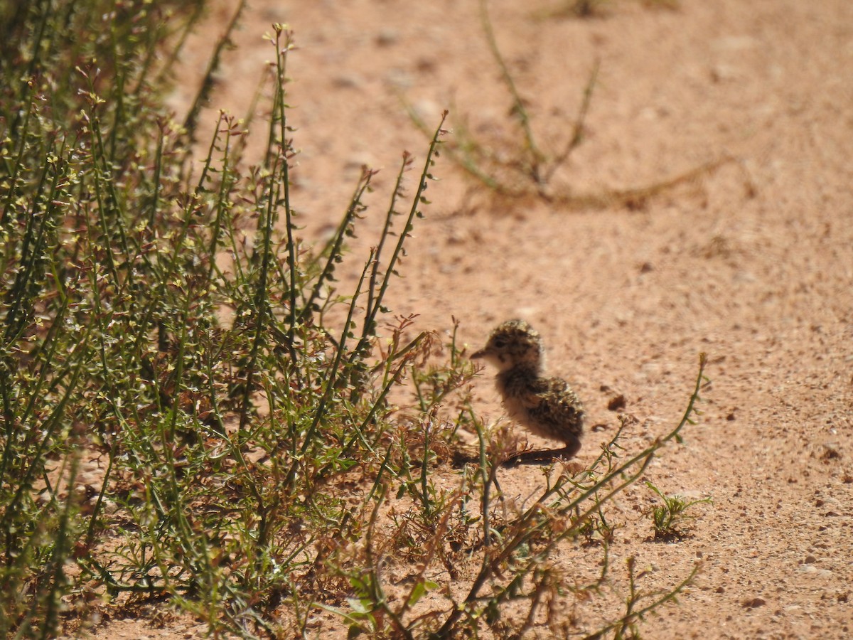 Inland Dotterel - Liam Manderson