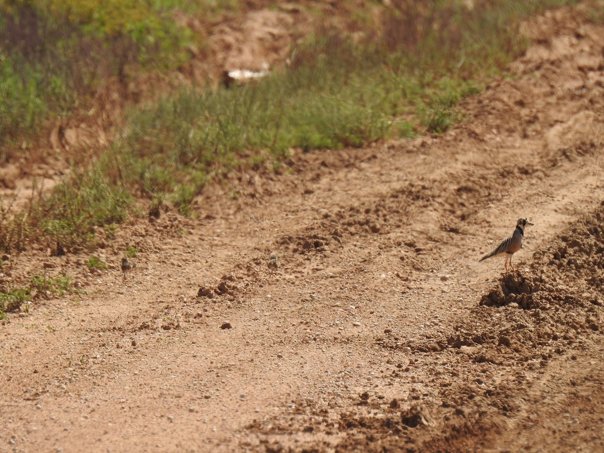 Inland Dotterel - ML489912651