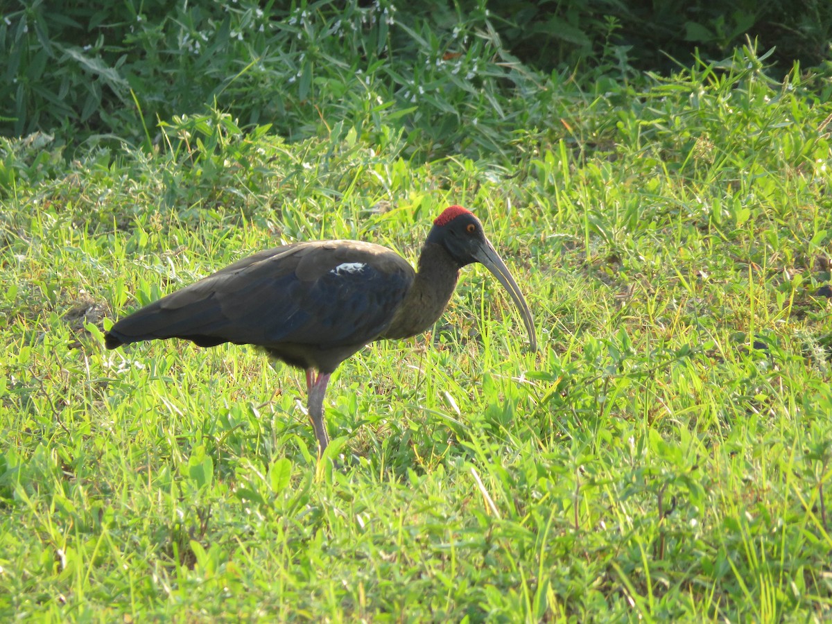 ibis bradavičnatý - ML489912671