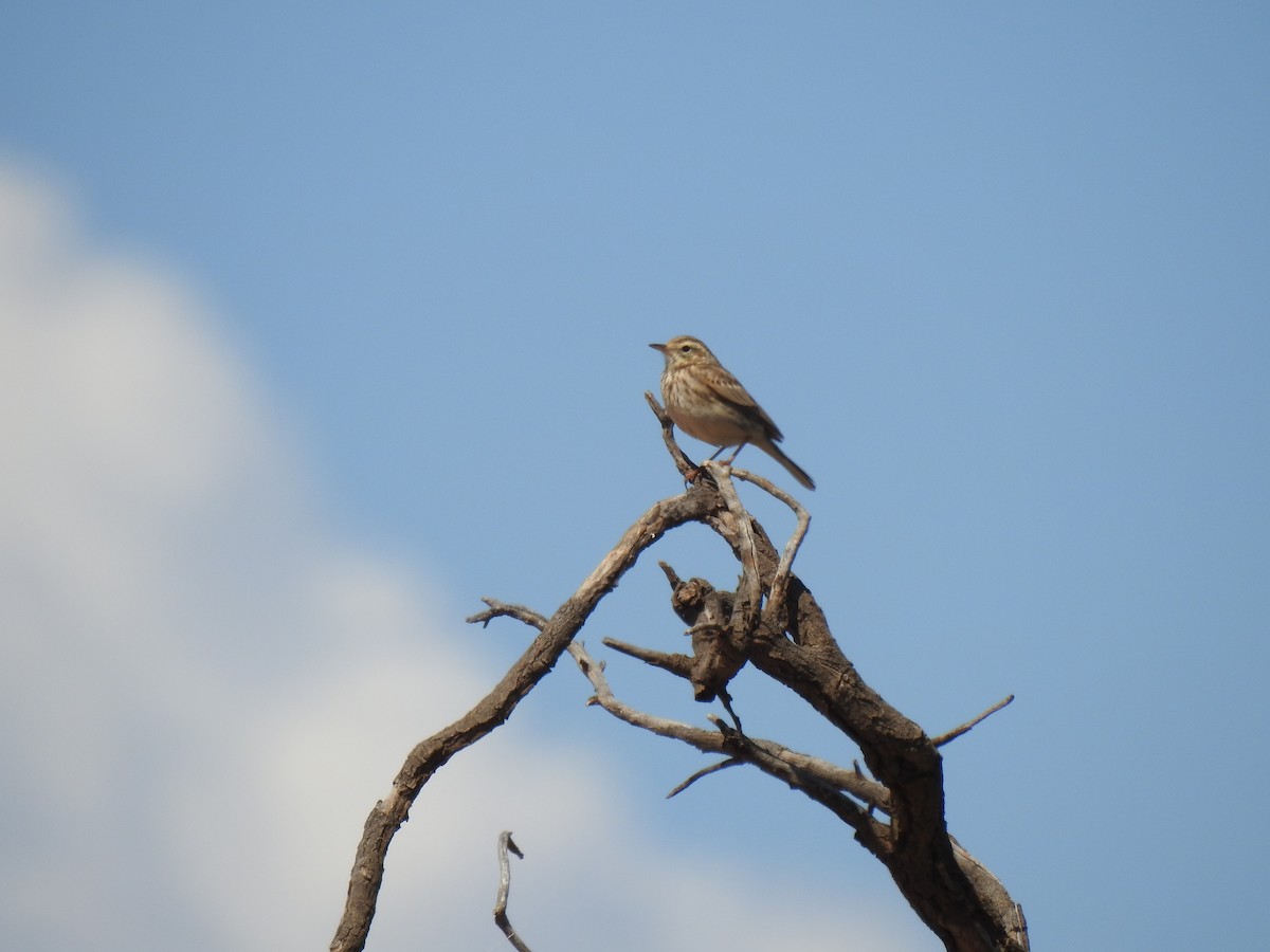 Pipit d'Australie - ML489912731