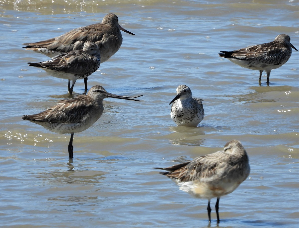 Asian Dowitcher - ML489912781