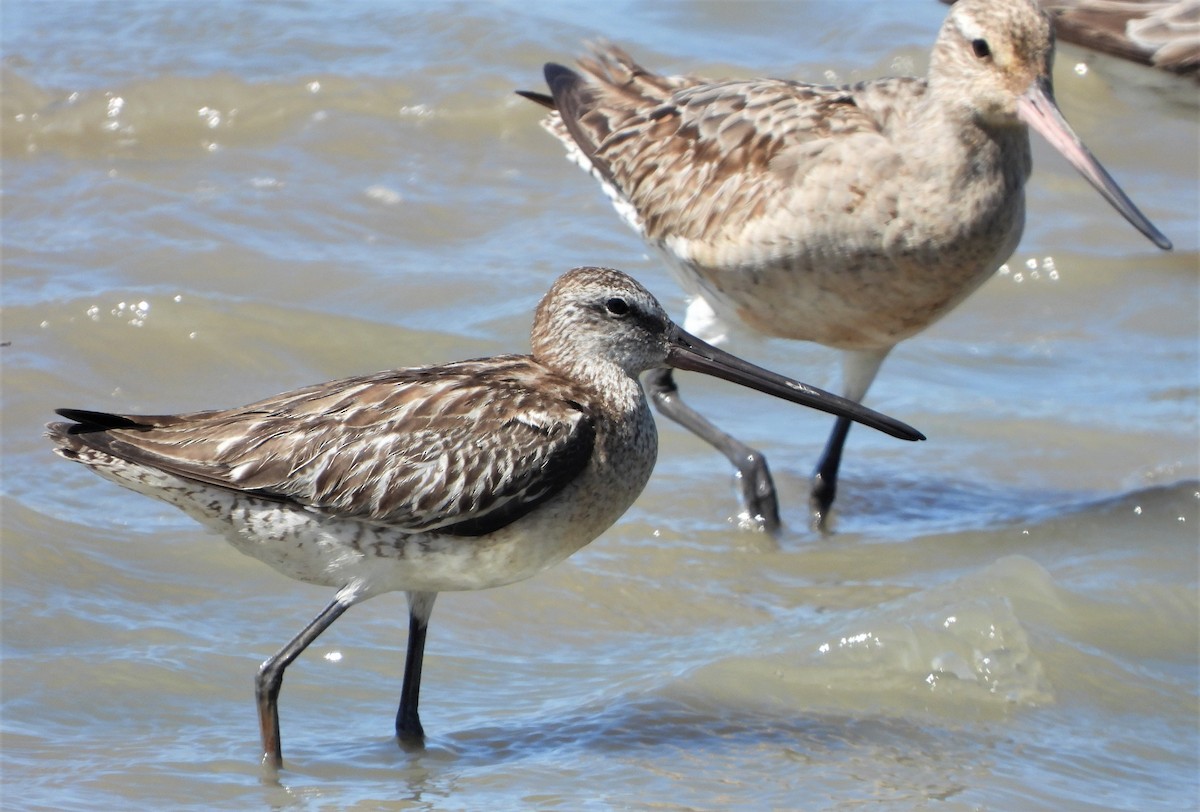 Asian Dowitcher - ML489912791