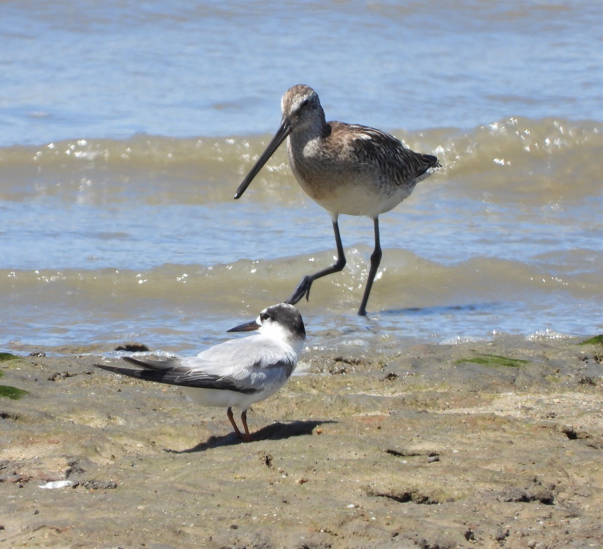 Asian Dowitcher - ML489913231