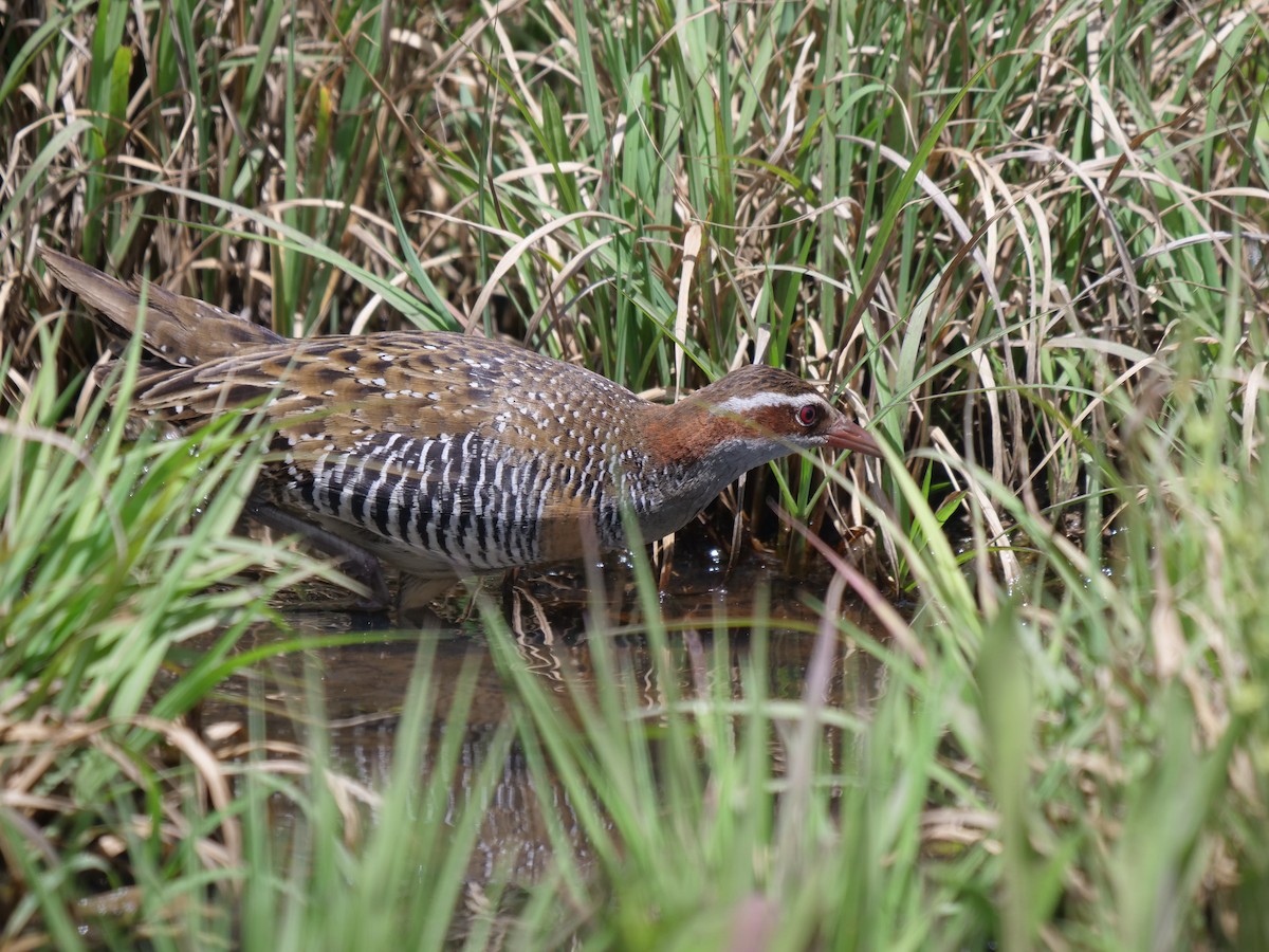 Buff-banded Rail - ML489914101