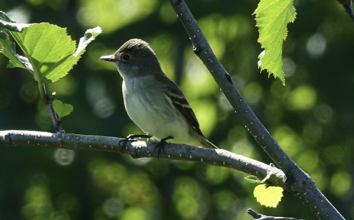 Alder Flycatcher - ML489914201