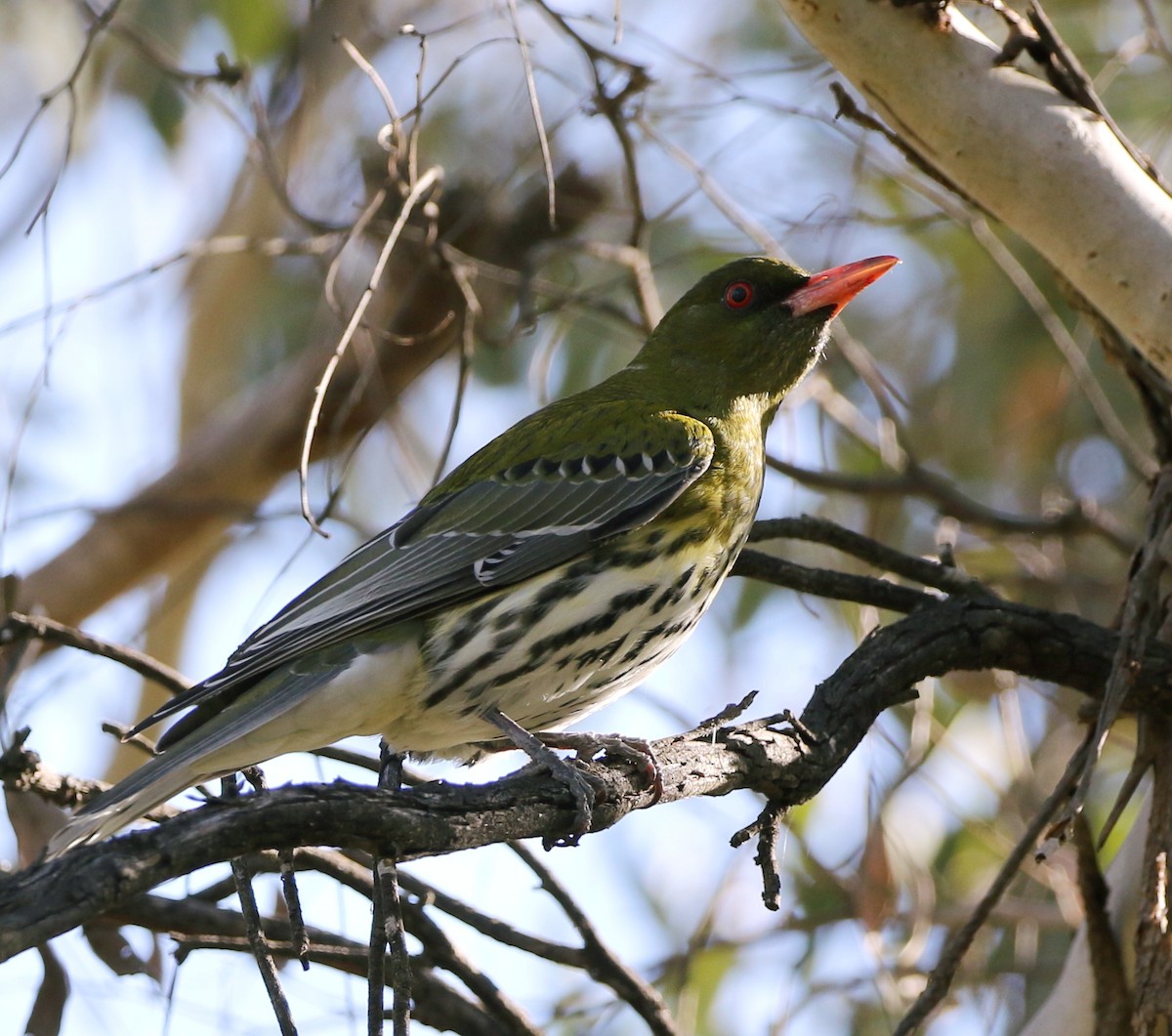 Olive-backed Oriole - ML489914491