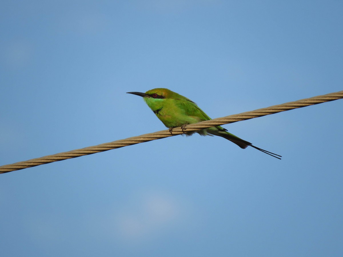 Abejaruco Esmeralda Oriental - ML489914721