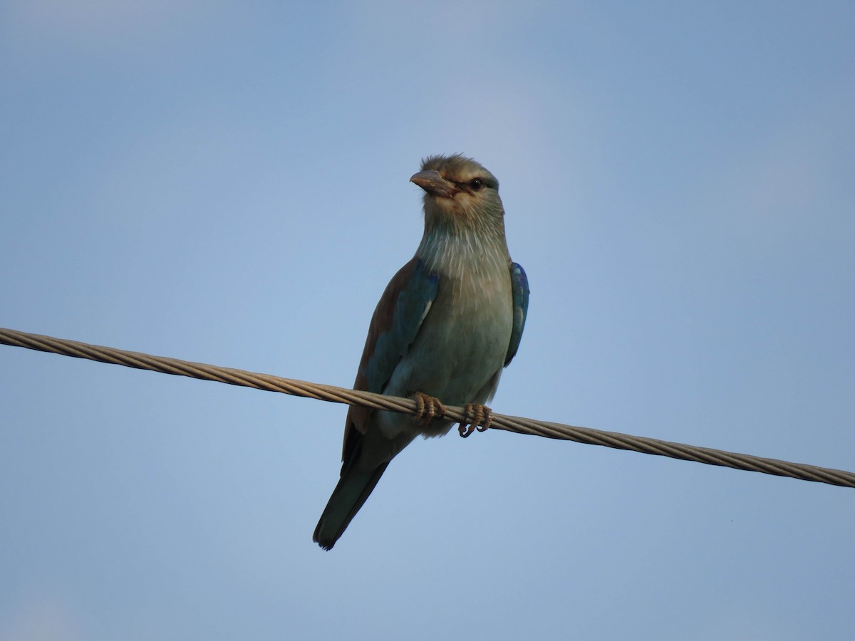 European Roller - ML489914751