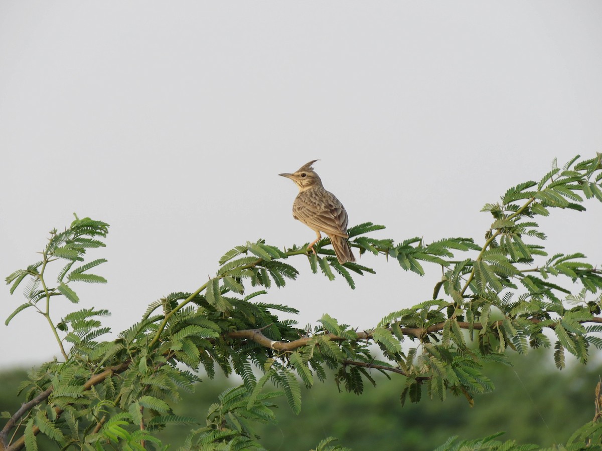 Crested Lark - ML489914991