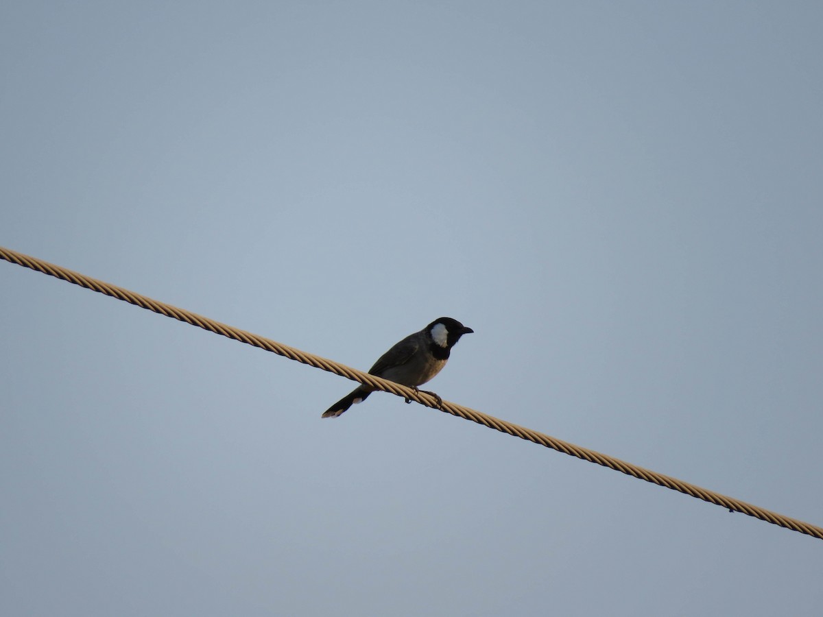 White-eared Bulbul - ML489915011