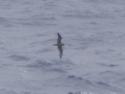 Flesh-footed Shearwater - ML489915111