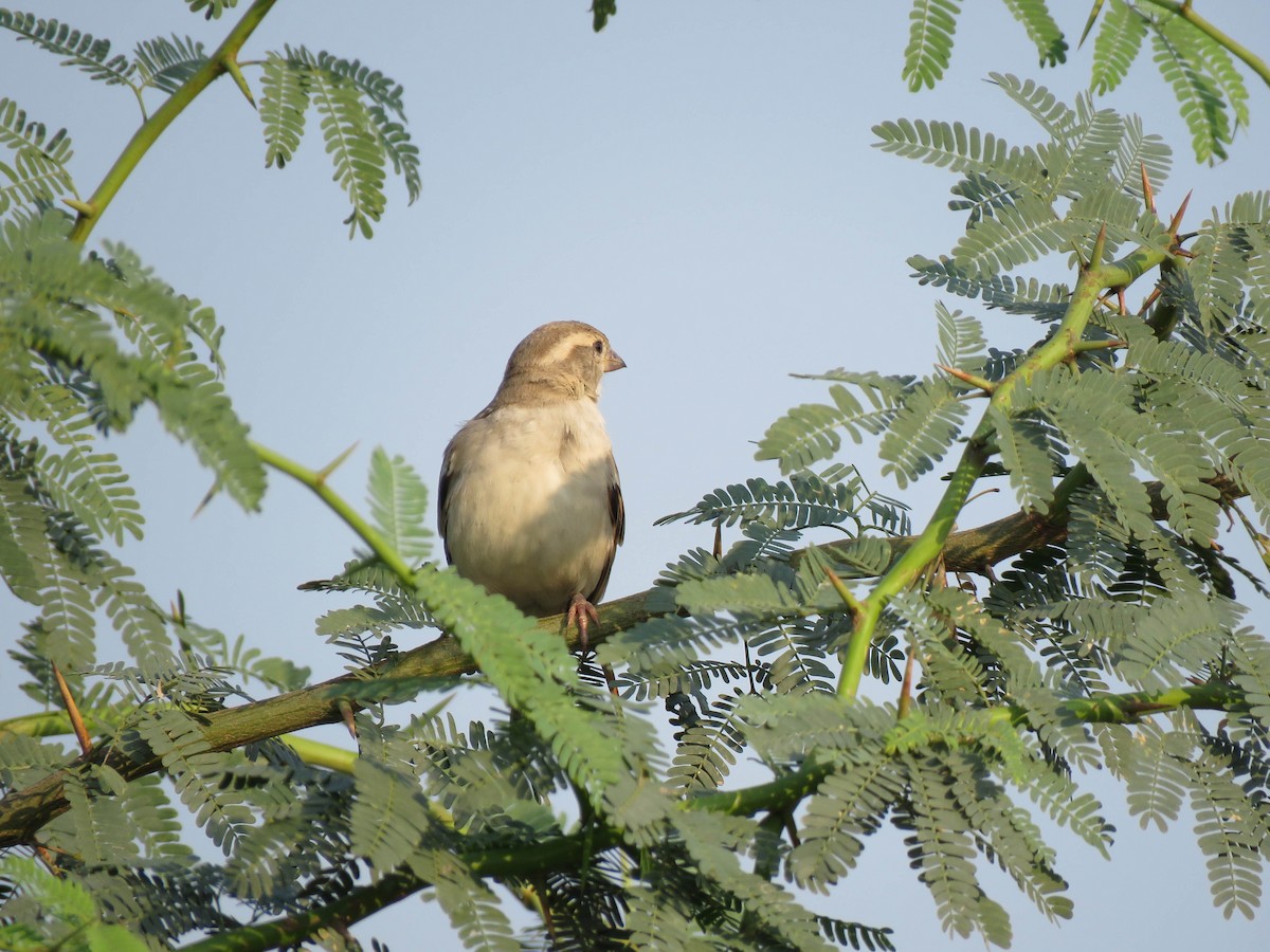 House Sparrow - ML489915131