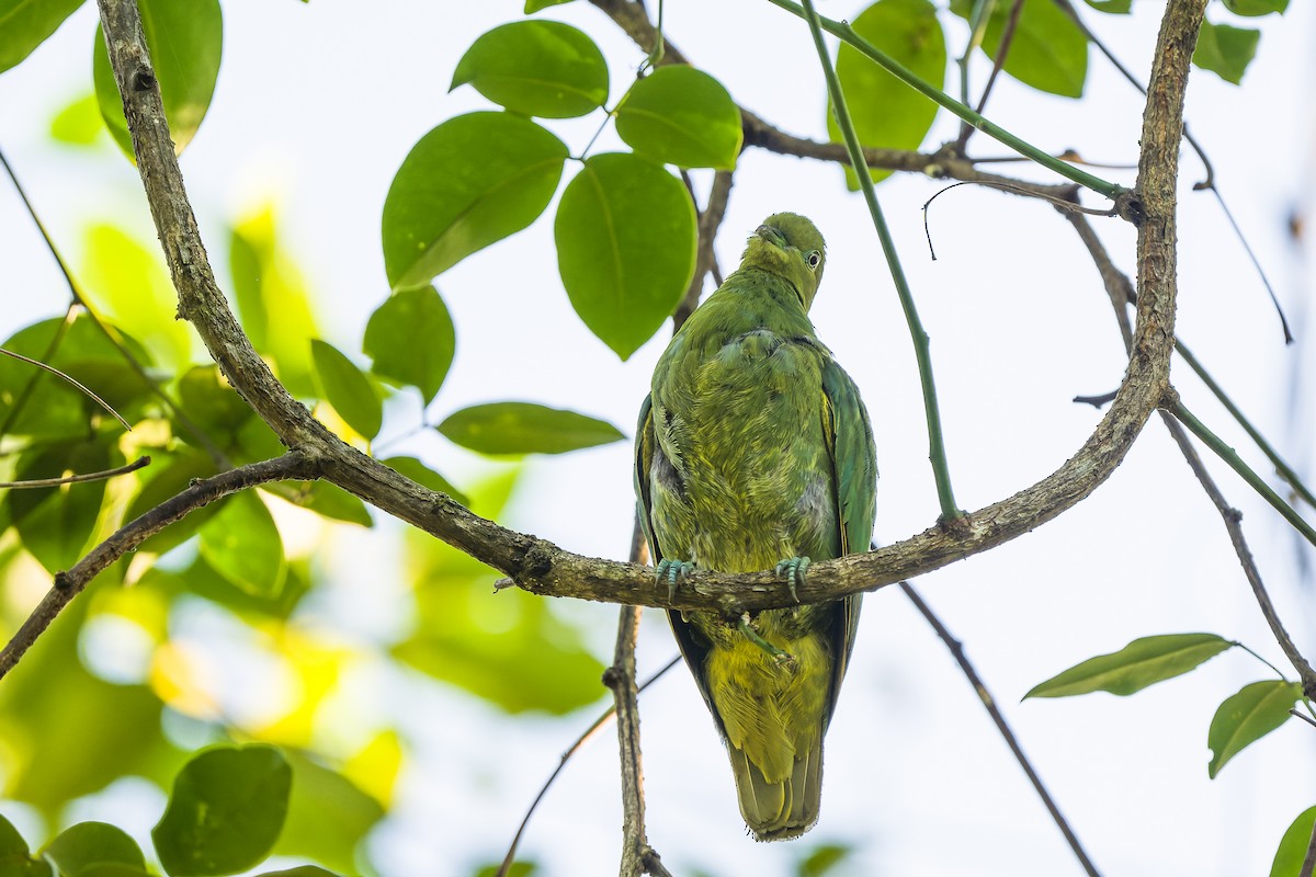 Golden Dove - ML489915421