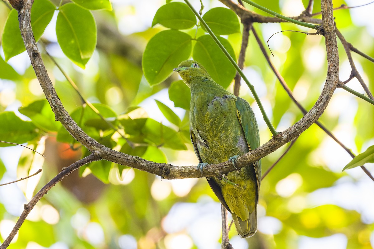 Golden Dove - ML489915431