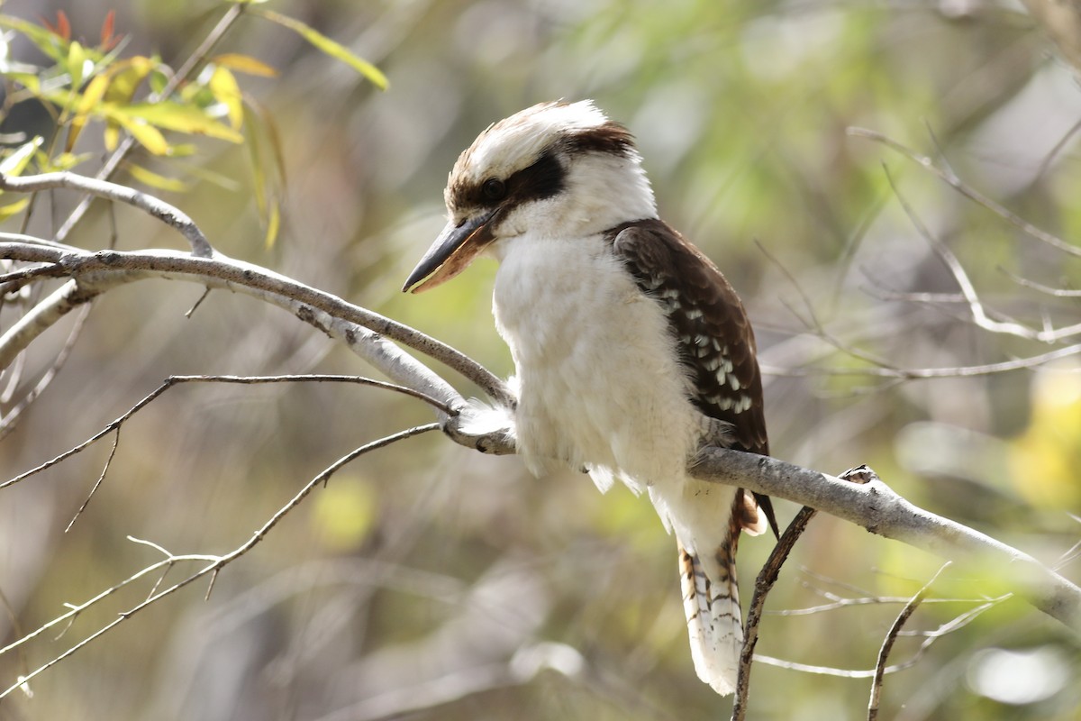 Laughing Kookaburra - ML489915481