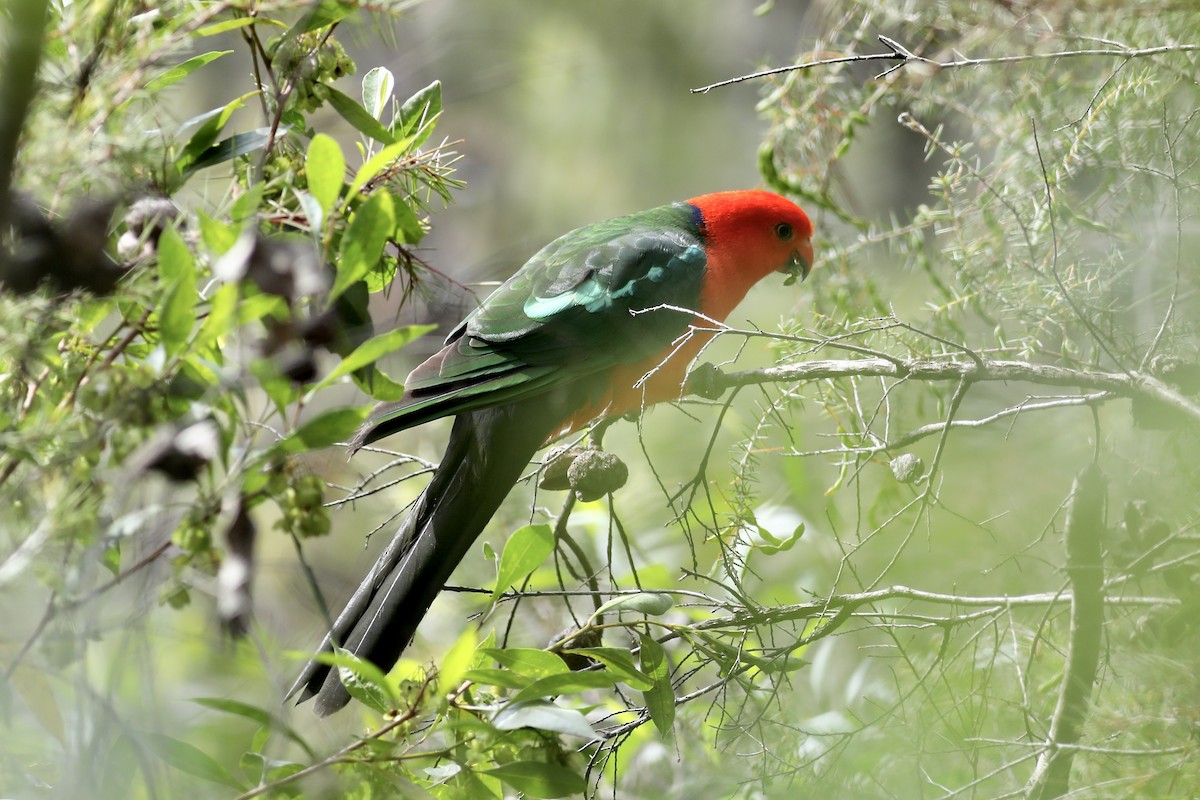 キンショウジョウインコ - ML489915491