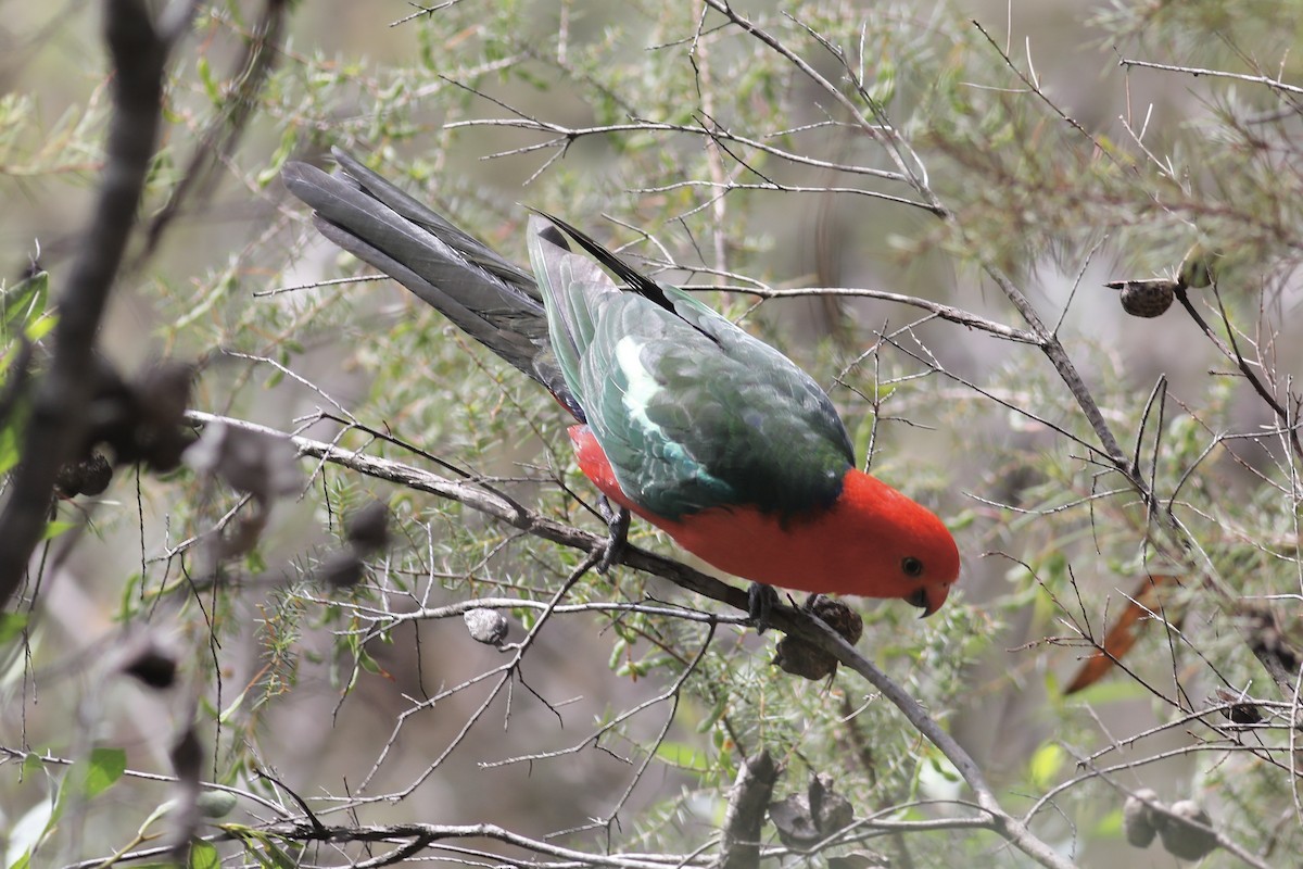 キンショウジョウインコ - ML489915541