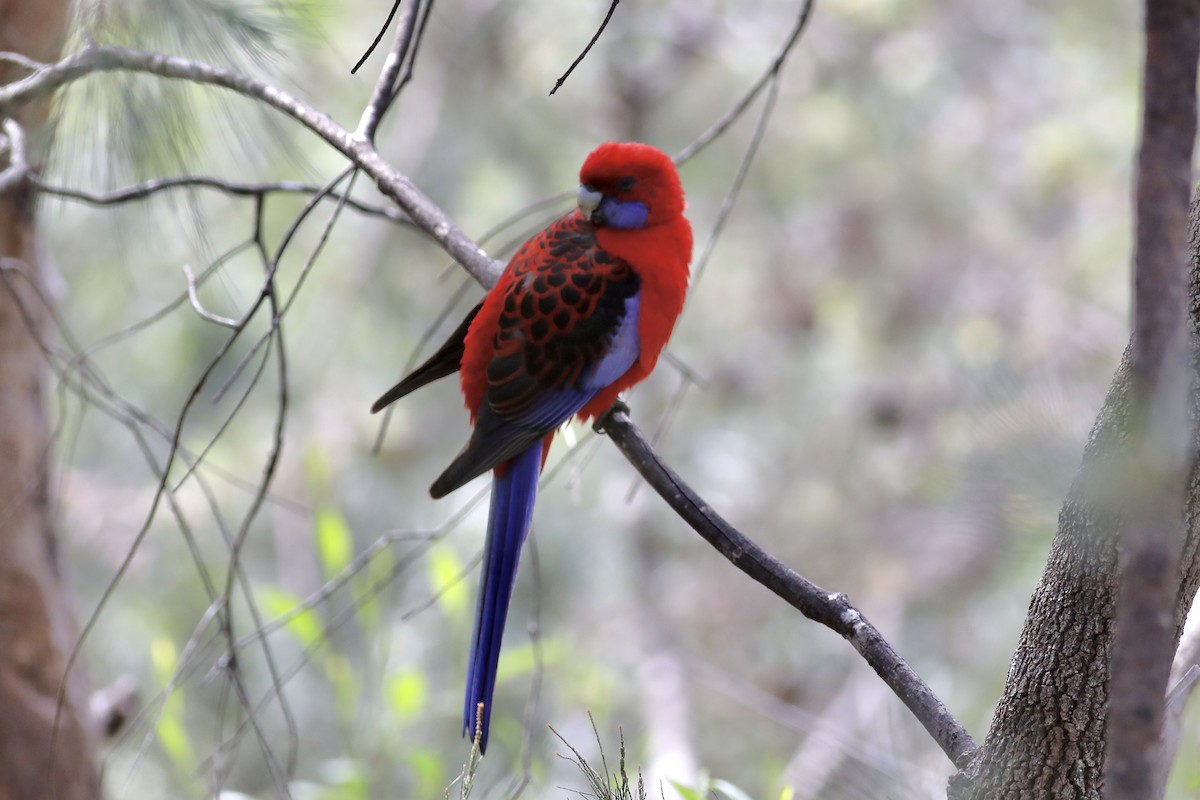 Crimson Rosella - ML489915551