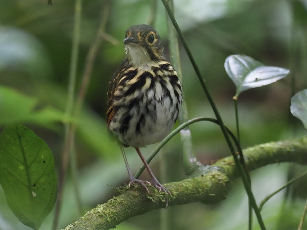 Streak-chested Antpitta - Paul Kinzer