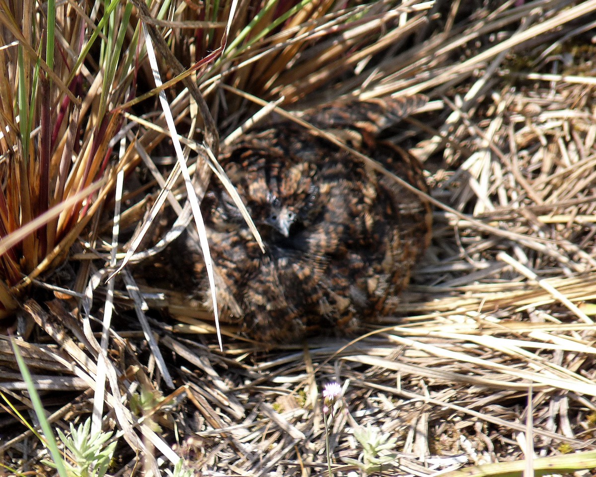 Montane Nightjar (Rwenzori) - ML489915931