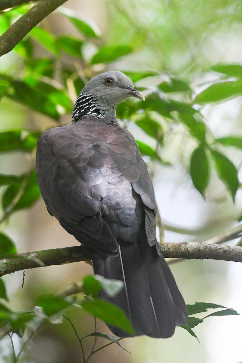 Nilgiri Wood-Pigeon - vinodh Kambalathara
