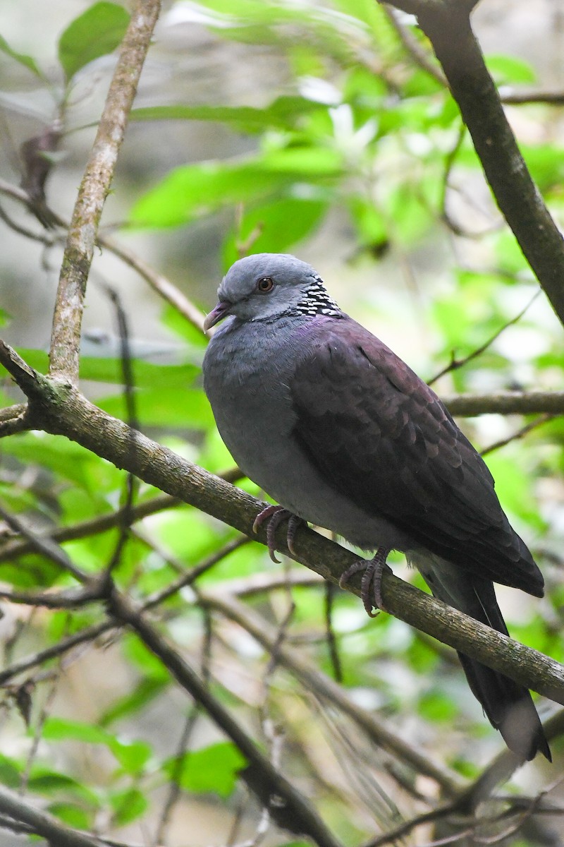 Nilgiri Wood-Pigeon - vinodh Kambalathara