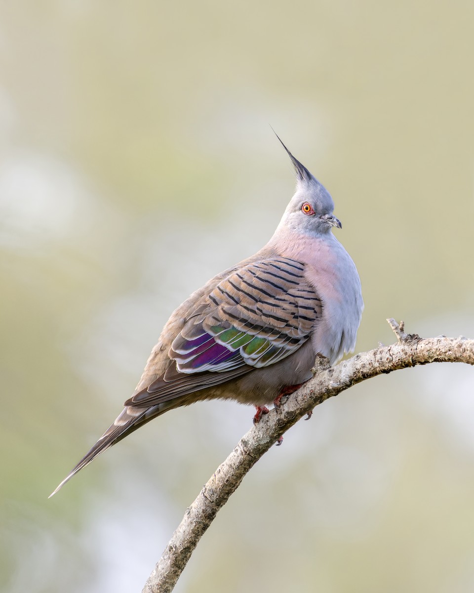 Crested Pigeon - Ben Johns