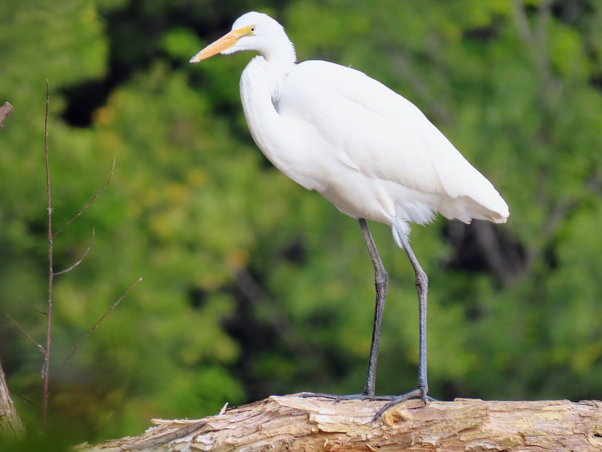 Great Egret - ML489917851