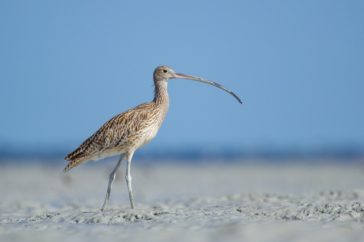 Far Eastern Curlew - Nigel Jackett