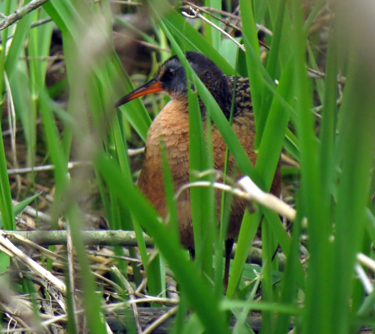 Virginia Rail - ML489918461